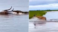 Crocodile Chasing Deer Video: मगरमच्छ से बचने के लिए हिरण ने बड़ी ही तेजी से पार की नदी, देखें वीडियो